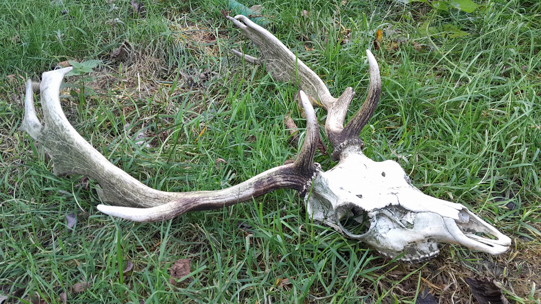 A deer skull with antlers attached