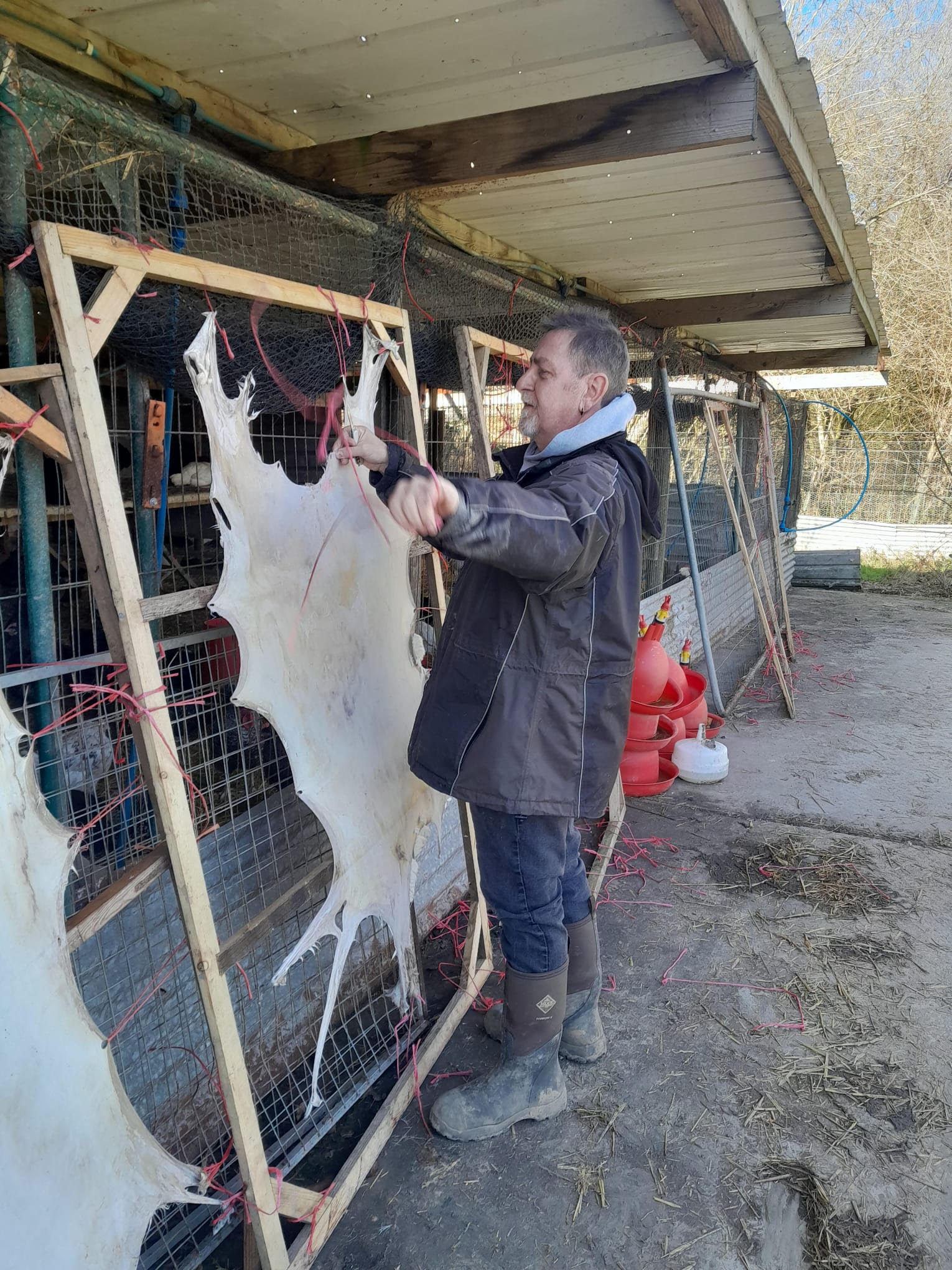 Deer hide being stretched for drying