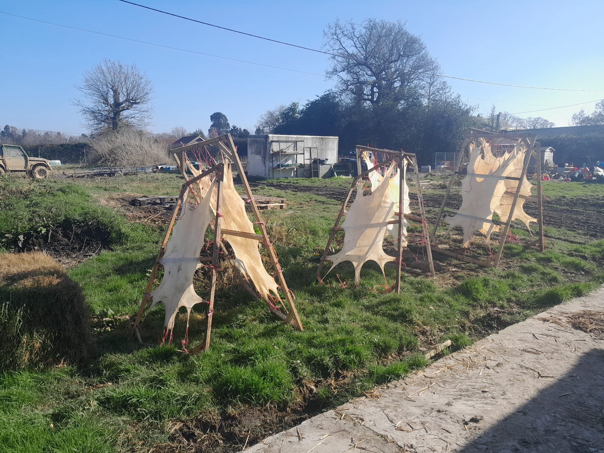 Deer hides drying in the sun